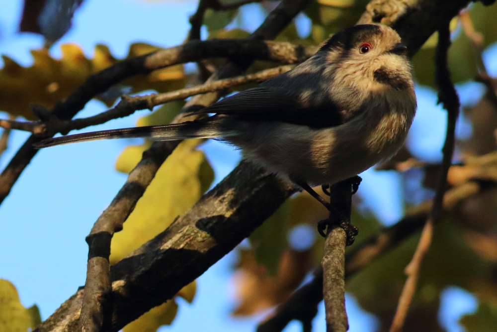Long-tailed Tit