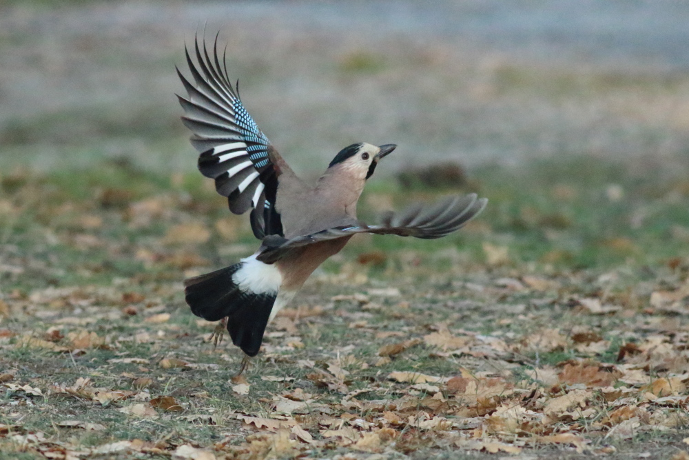 Eurasian Jay