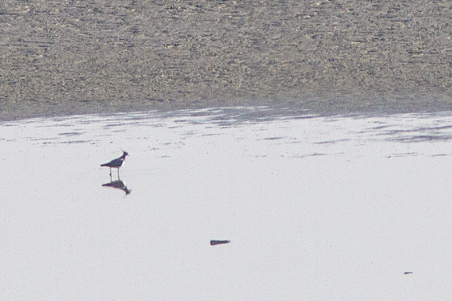 Northern Lapwing