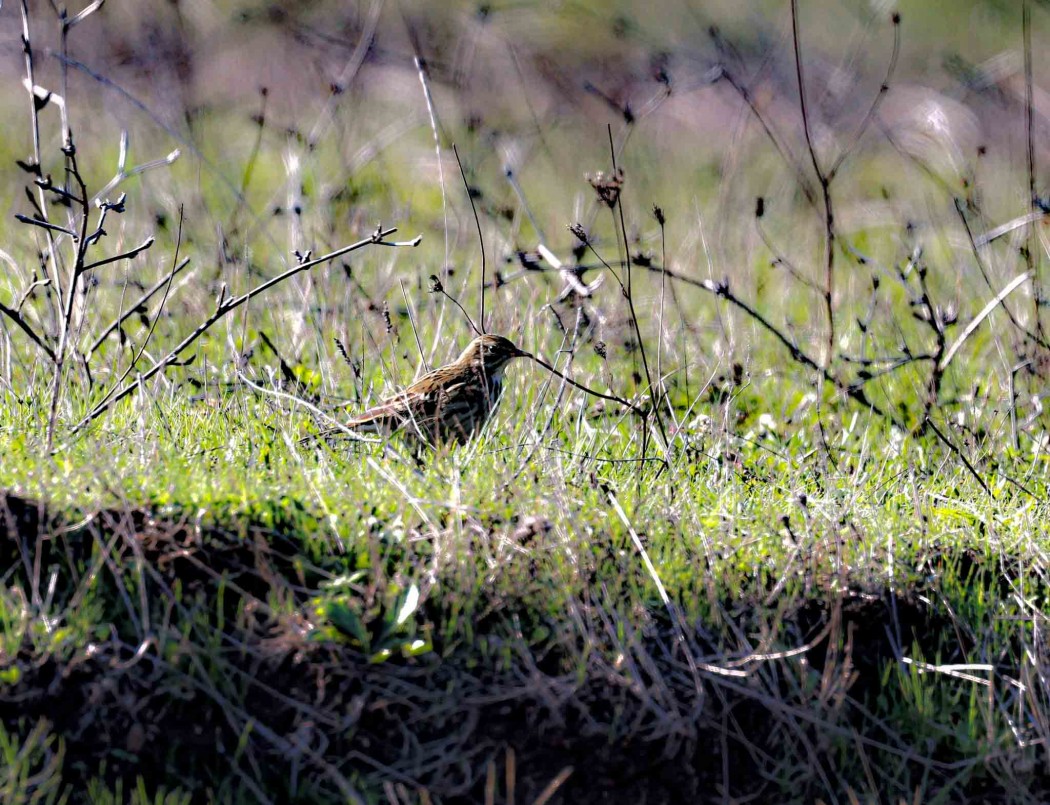 Meadow Pipit