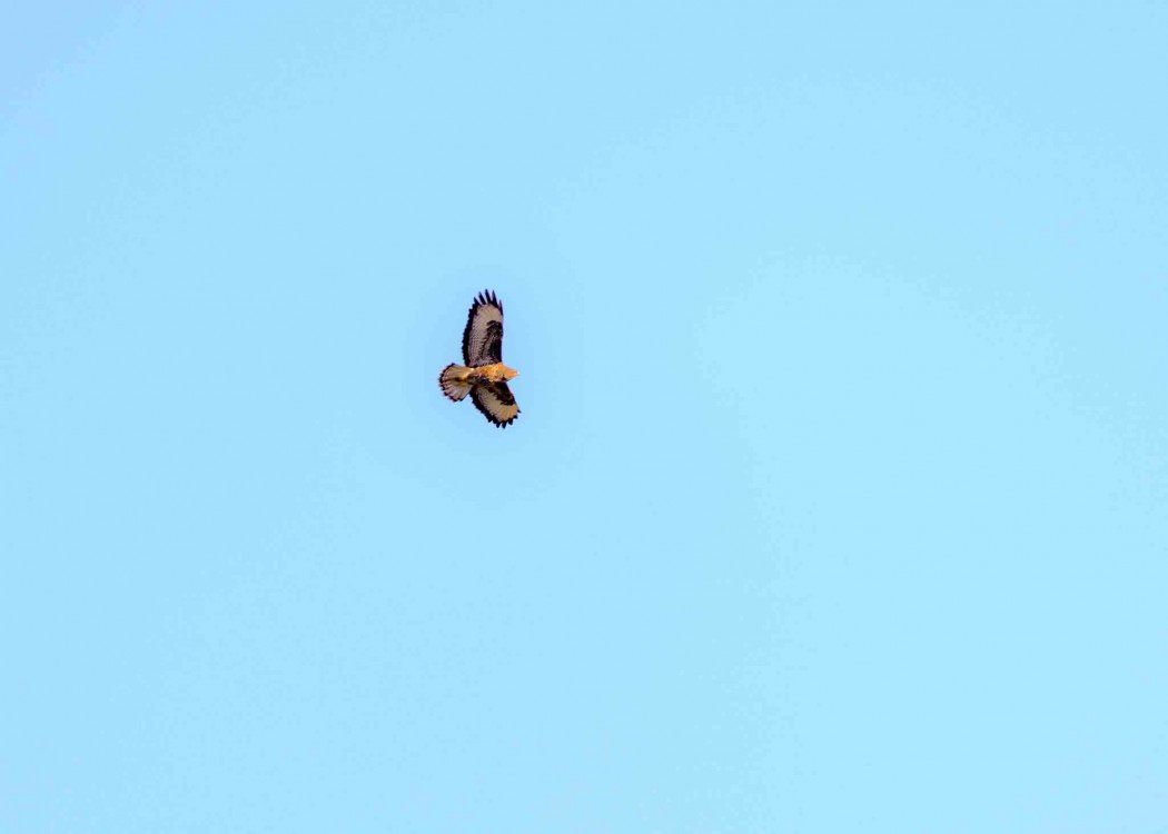 Common Buzzard