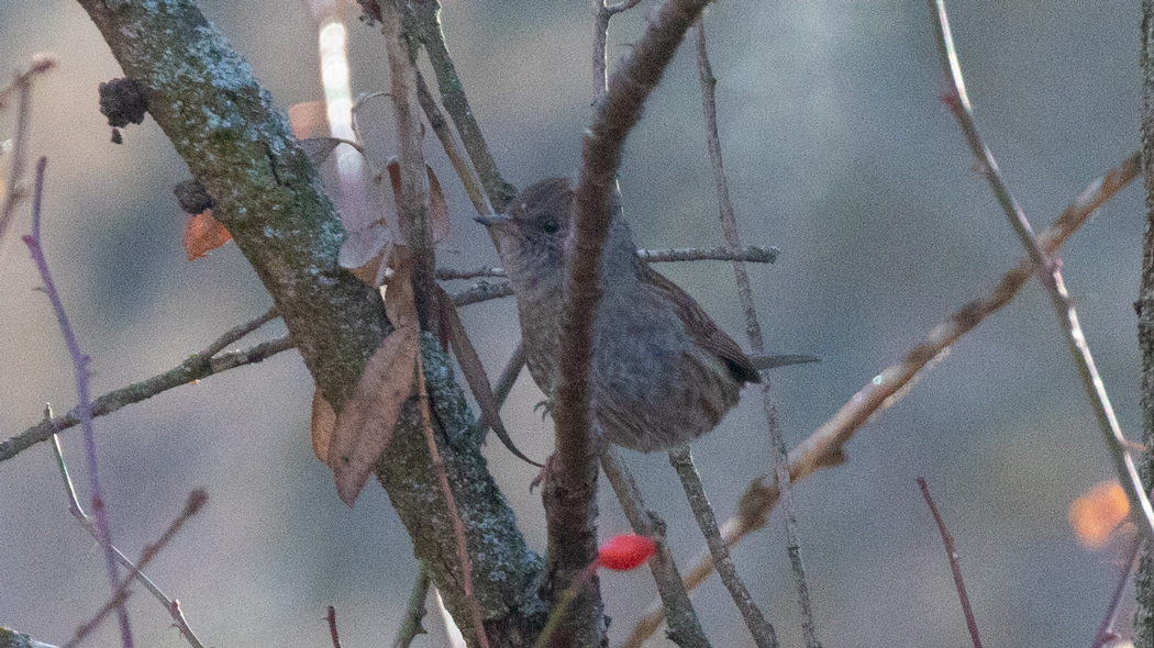 Dunnock