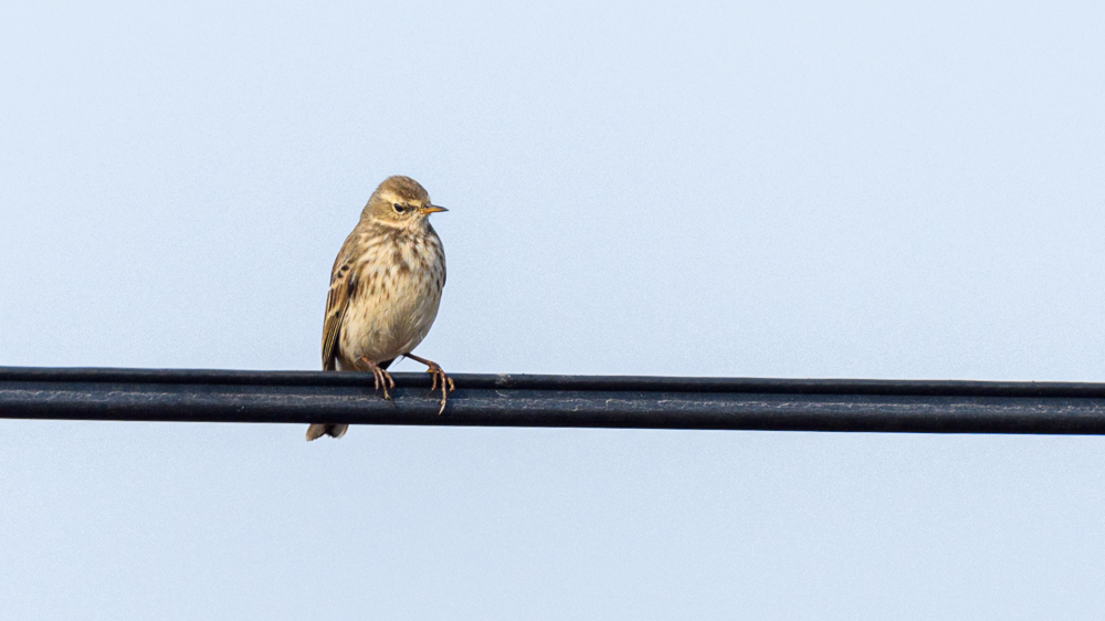 Water Pipit