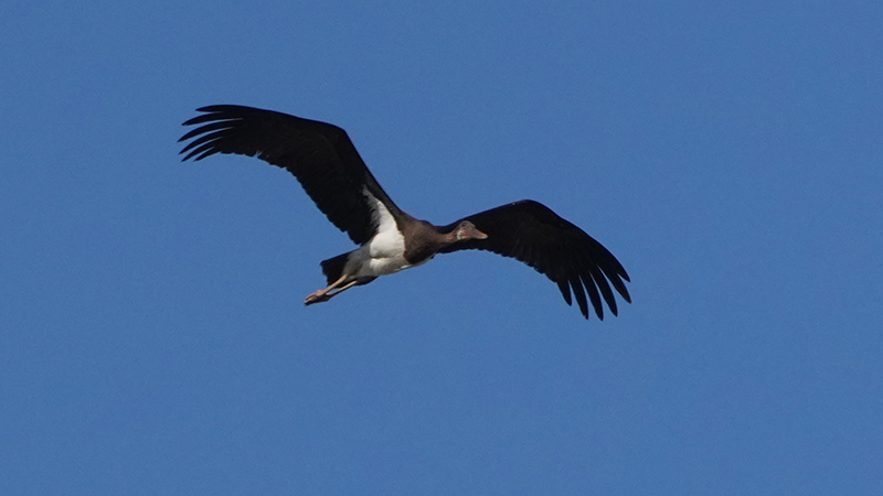 Black Stork