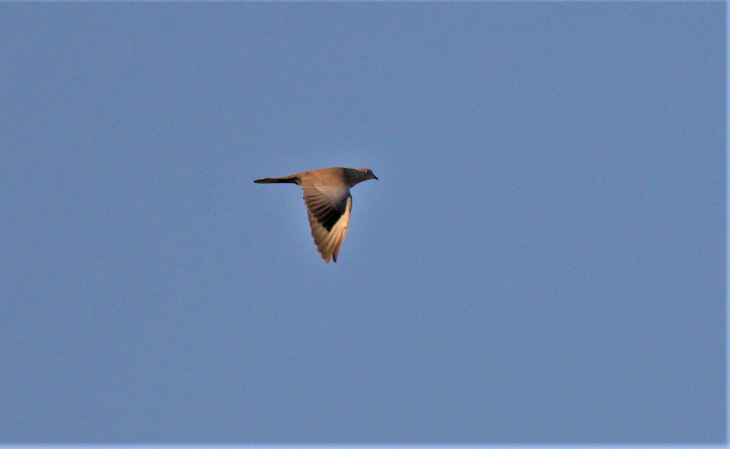 Eurasian Collared Dove