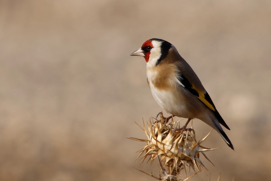 European Goldfinch