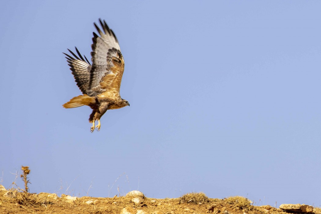 Long-legged Buzzard