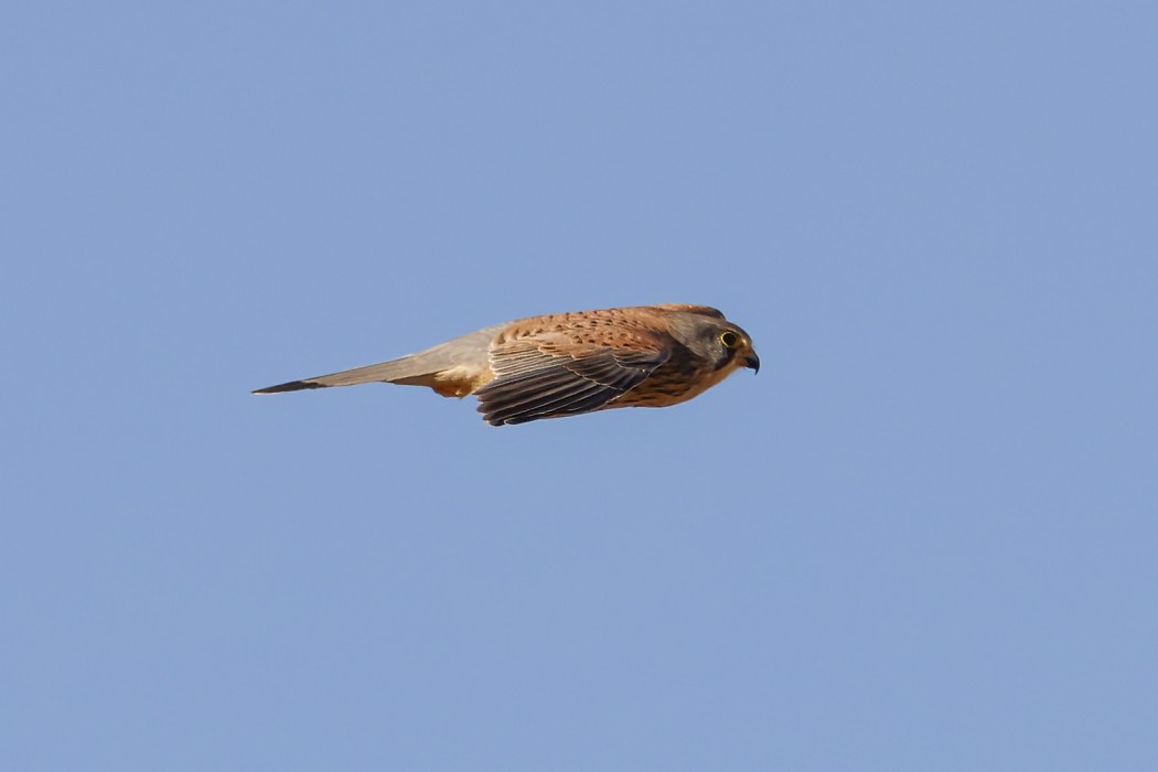 Common Kestrel