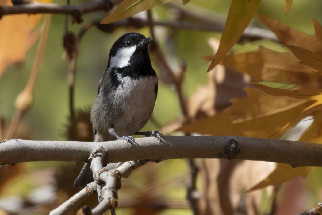 Coal Tit