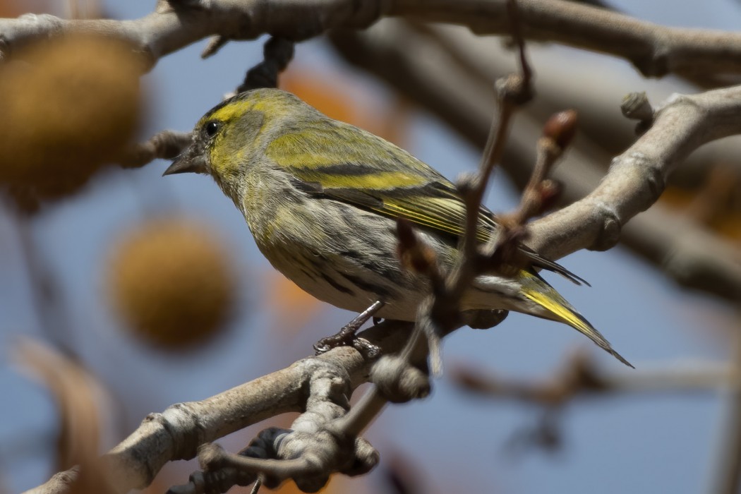 Eurasian Siskin