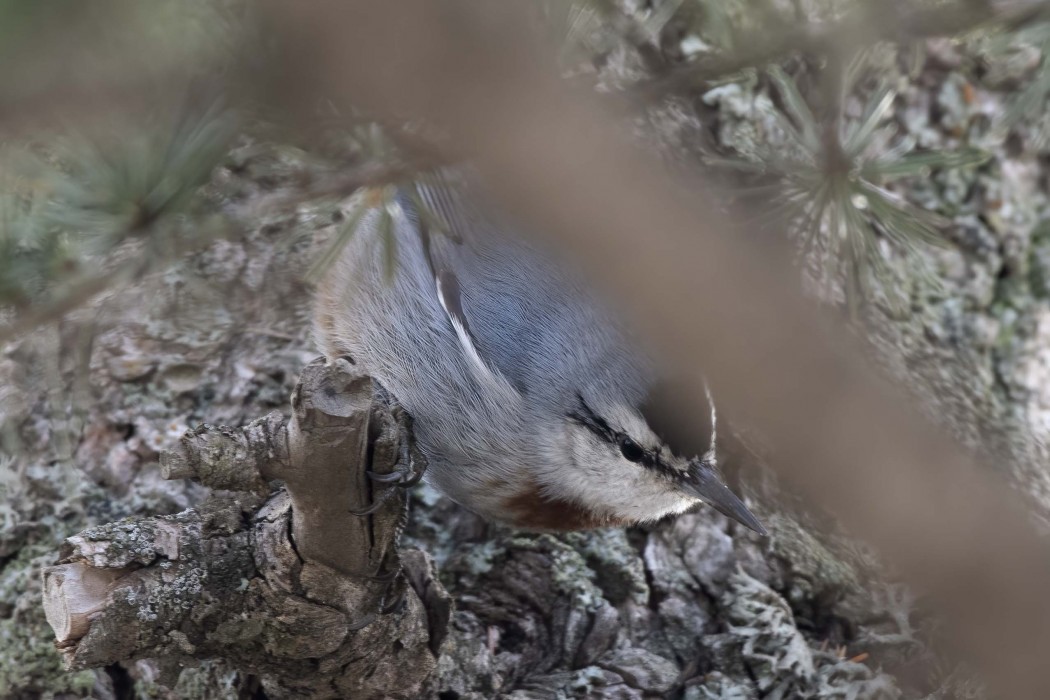 Krüper`s Nuthatch