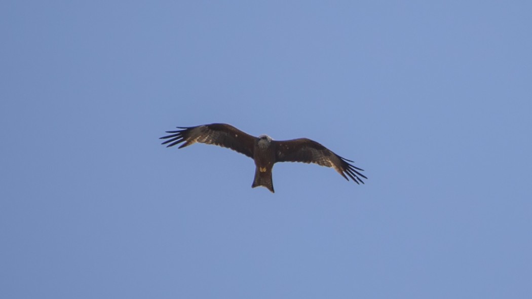 Black Kite