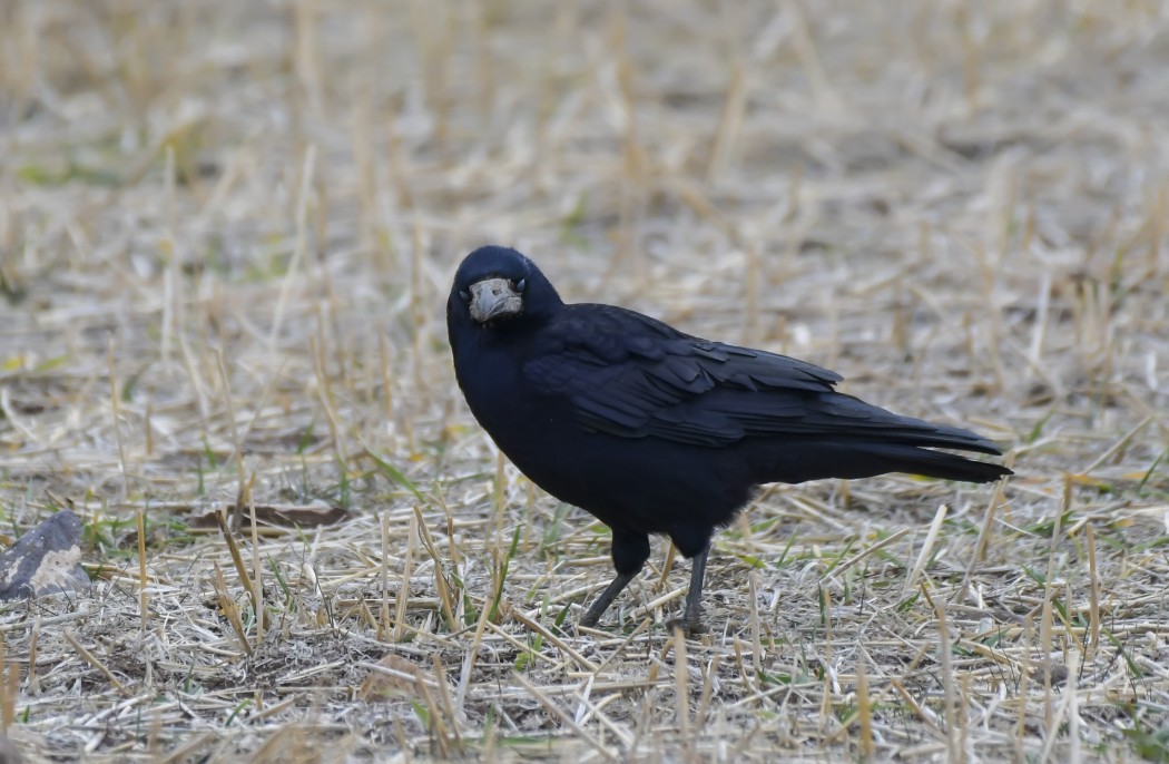 Rook