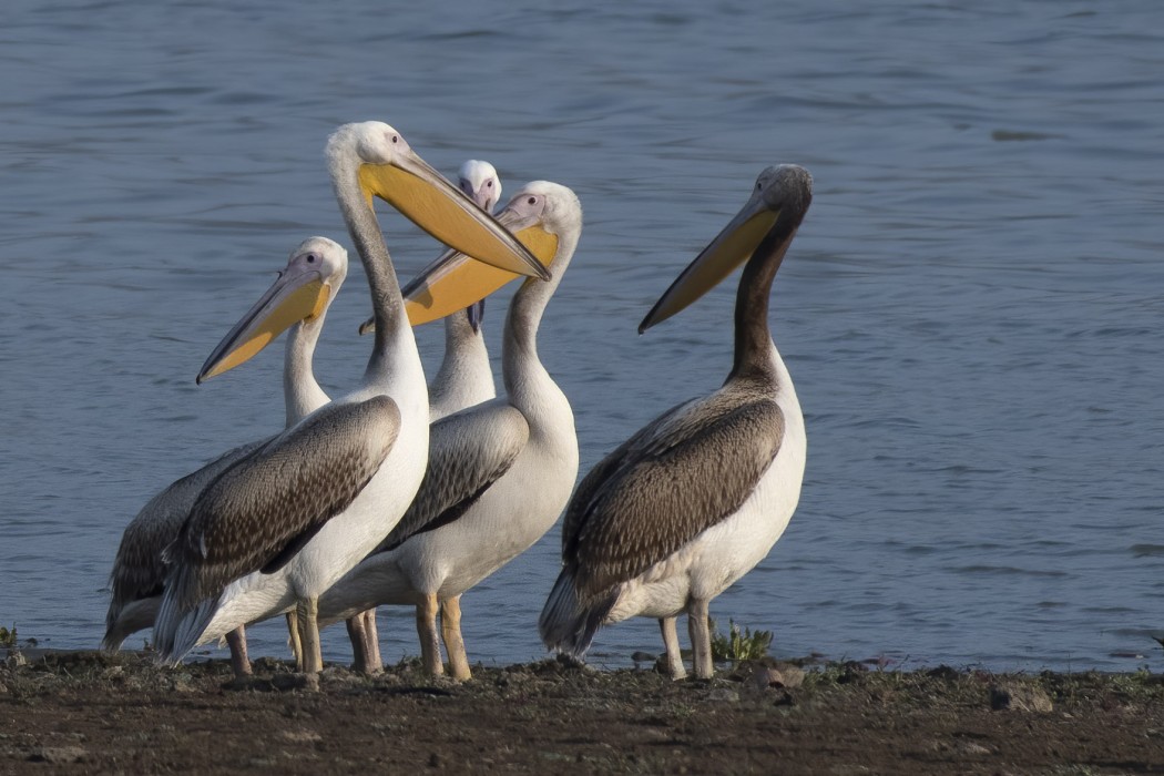 Great White Pelican