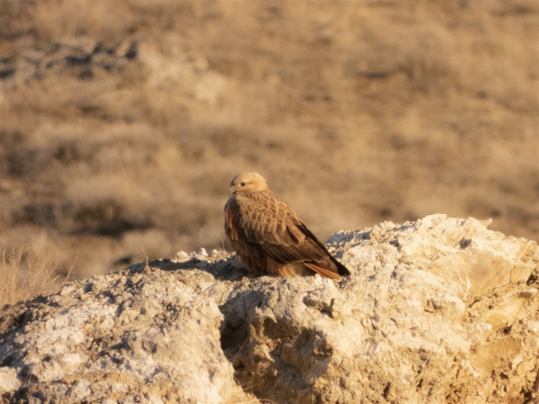 Long-legged Buzzard