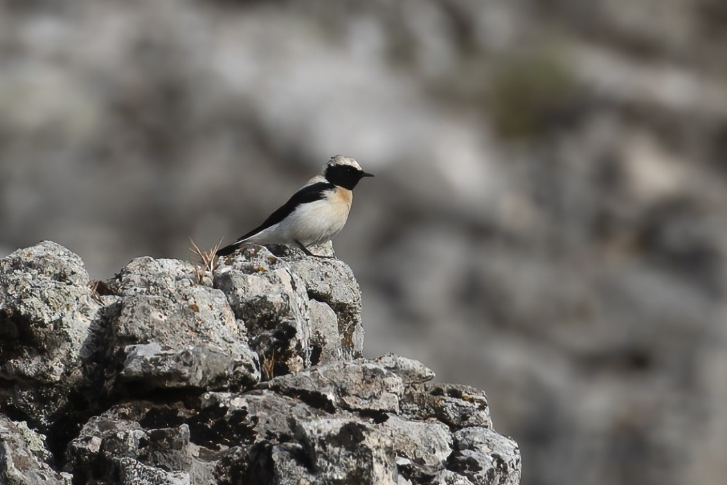 Black-eared Wheatear