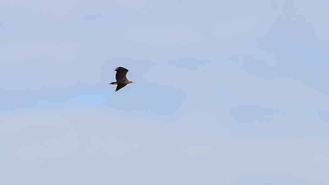 White-tailed Eagle