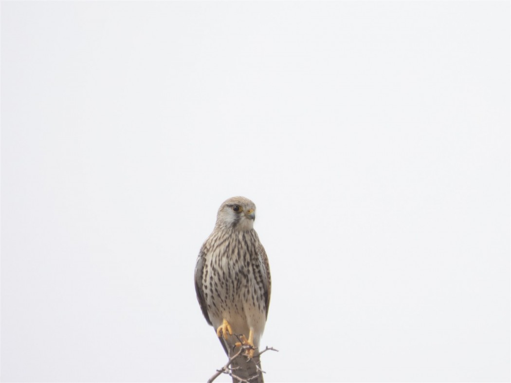 Common Kestrel