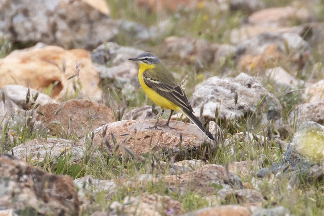 Western Yellow Wagtail