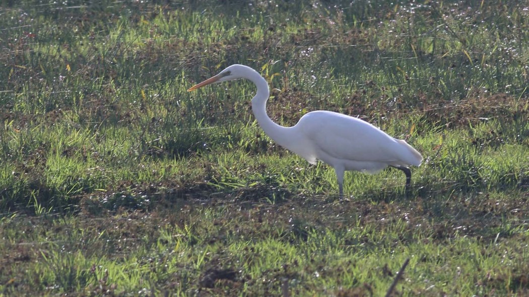 Great Egret