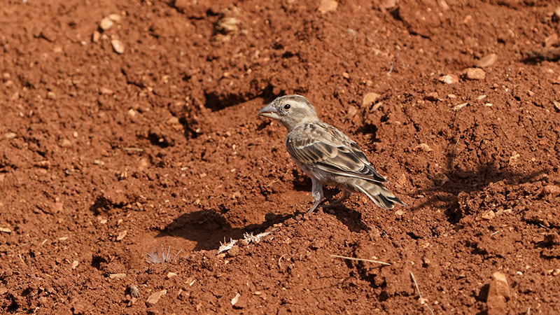 Rock Sparrow