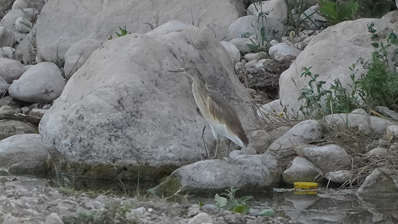 Squacco Heron