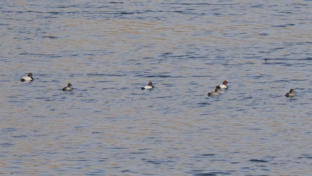 Common Pochard