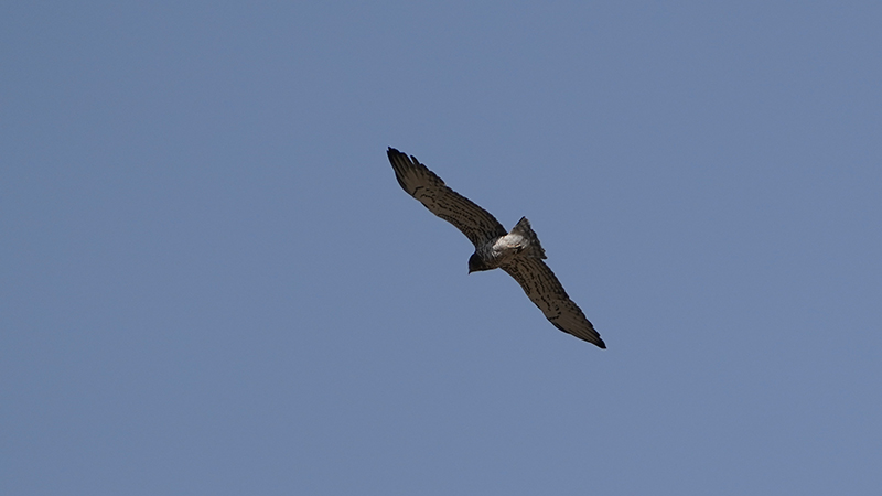 Short-toed Snake Eagle