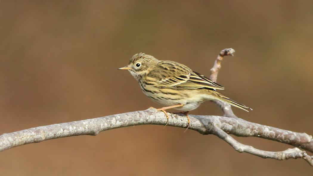 Meadow Pipit