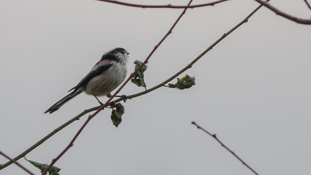 Long-tailed Tit