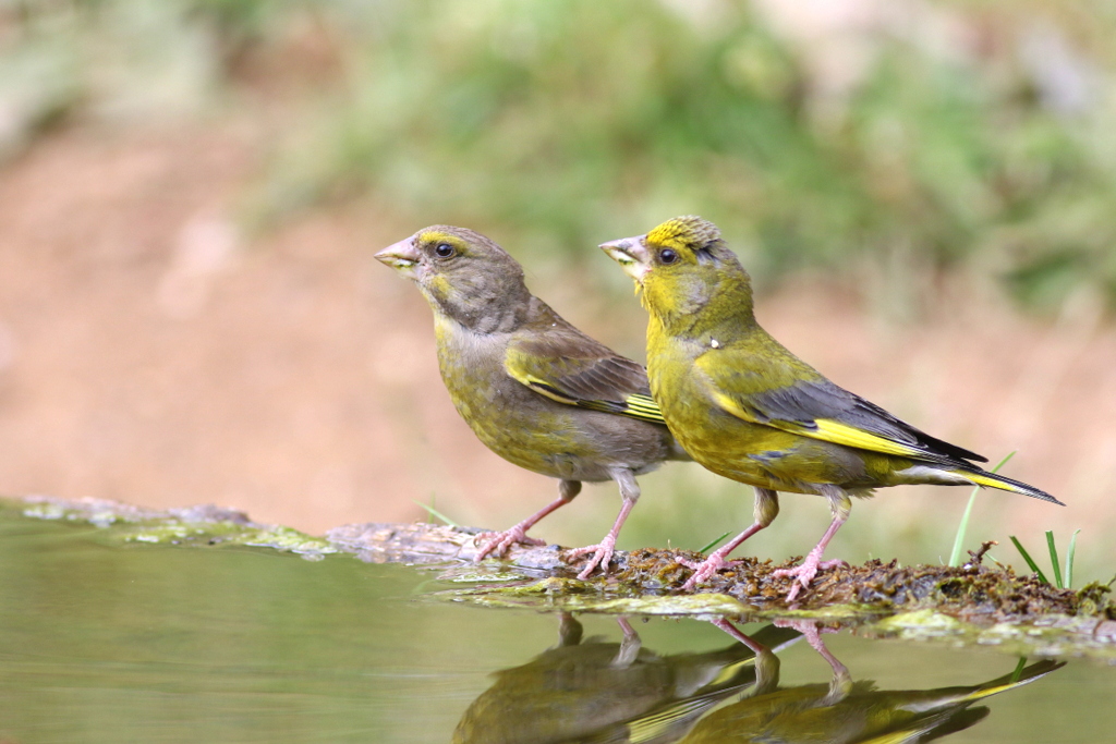 European Greenfinch