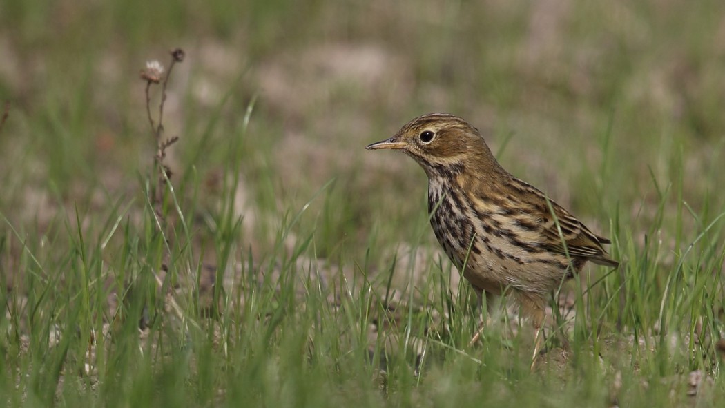 Meadow Pipit