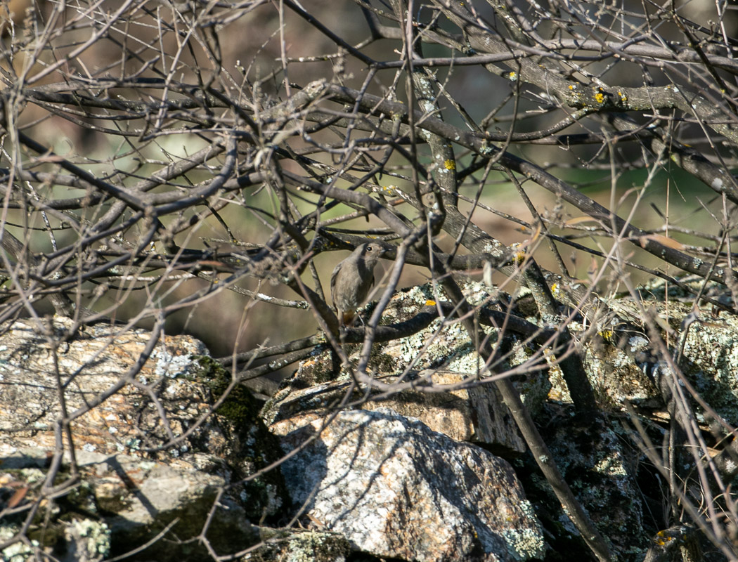 Black Redstart
