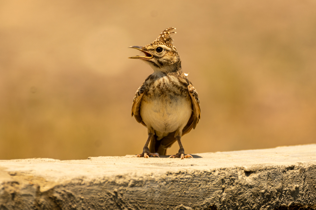 Crested Lark