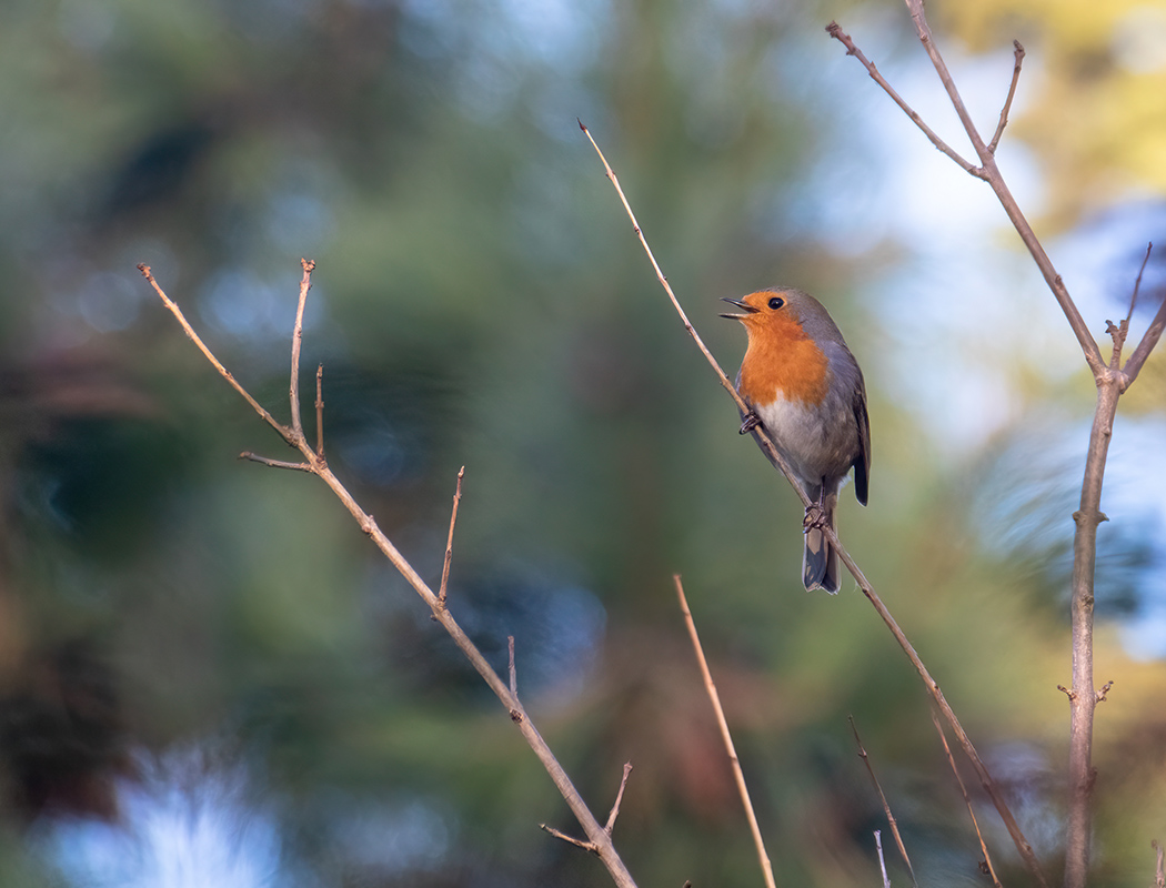 European Robin