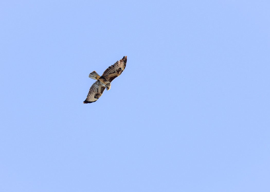 Common Buzzard