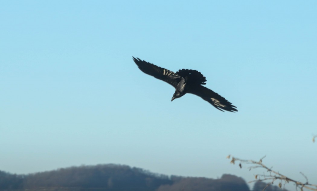 Northern Raven