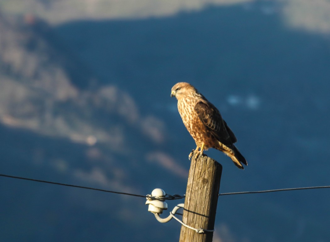 Common Buzzard