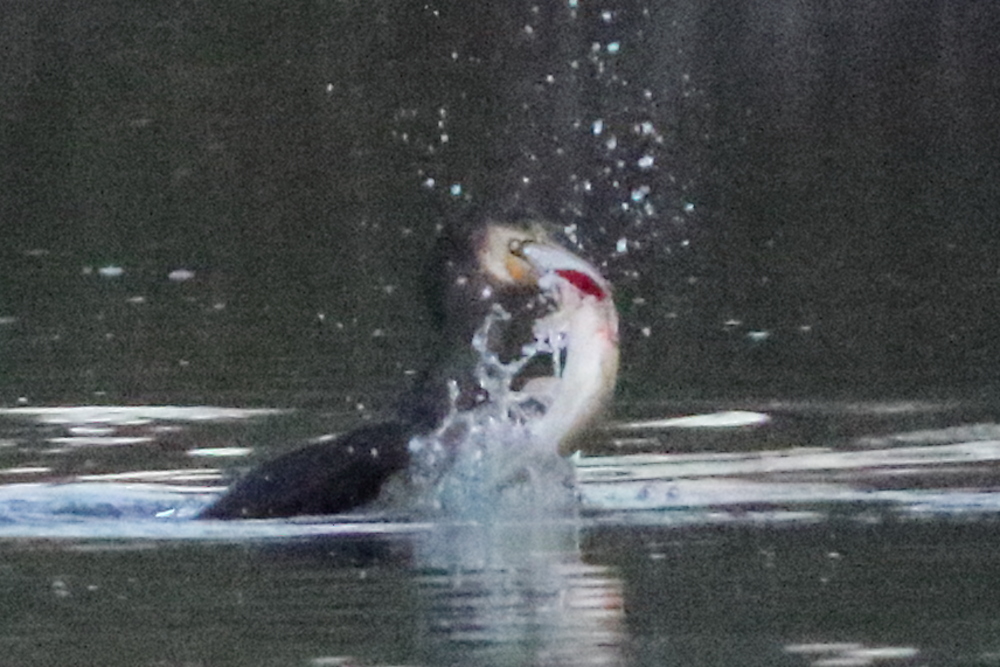 Great Cormorant