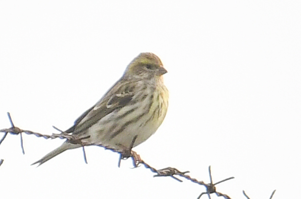European Serin