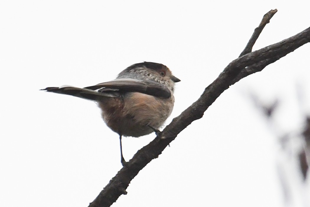 Long-tailed Tit