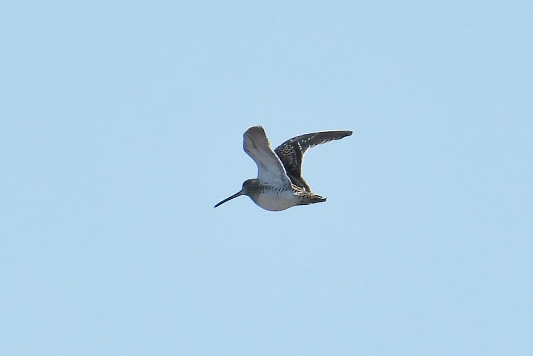 Common Snipe