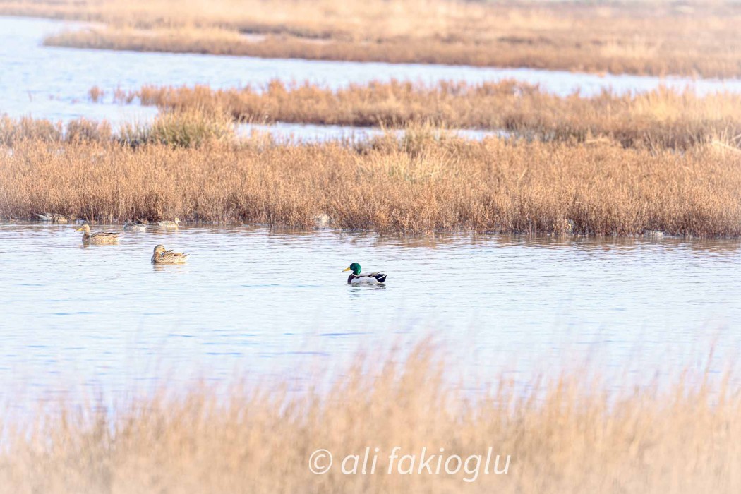 Mallard