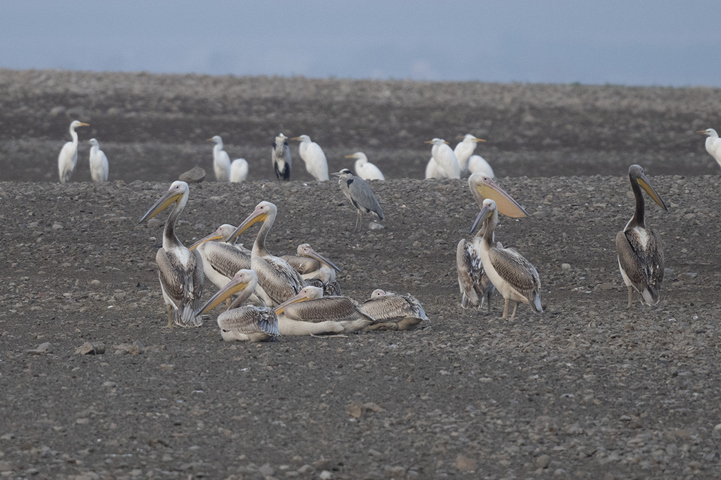 Great White Pelican