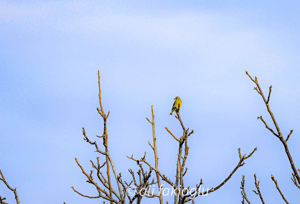 European Greenfinch