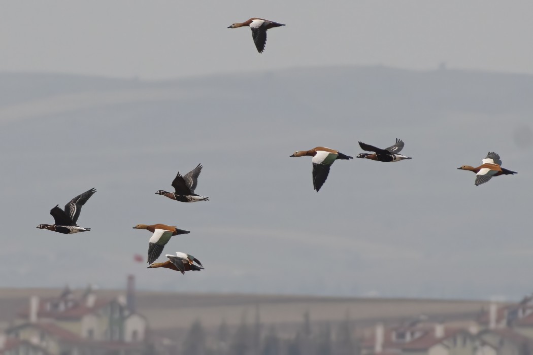 Sibirya Kazı
