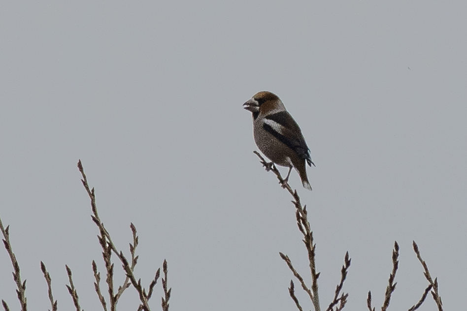 Hawfinch