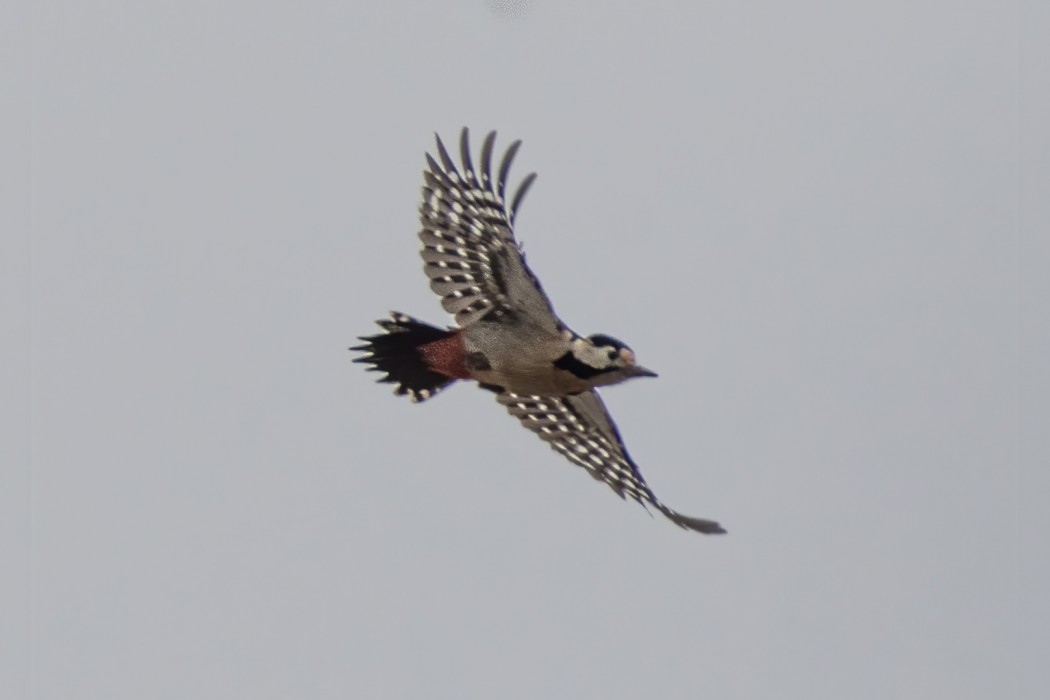 Syrian Woodpecker