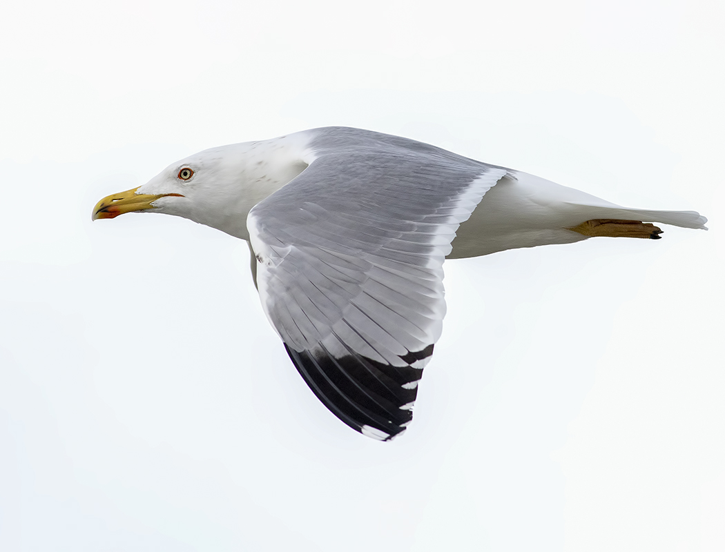Yellow-legged Gull
