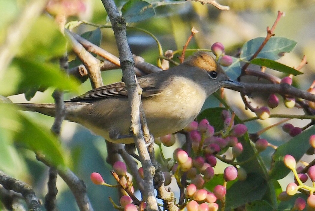 Eurasian Blackcap